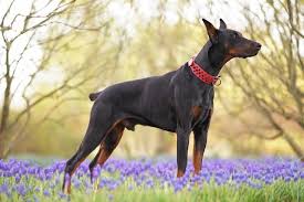 7 Doberman Colors Markings Patterns With Pictures Hepper
