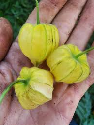 Image result for Physalis peruviana