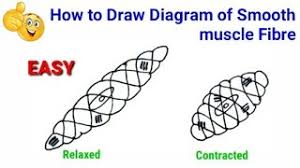 Like cardiac muscle tissue, smooth muscle tissue is controlled involuntarily via the autonomic as you look at this diagram of a smooth muscle fiber, you'll notice the single nucleus in the center. How To Draw Smooth Muscle Diagram How To Draw Smooth Muscle How To Draw Smooth Muscle Tissue Youtube