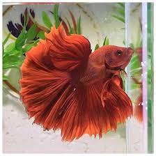 Super Red Rosetail Betta Betta Fish Beta Fish Tank