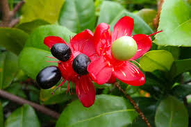 Image result for Ochna serrulata