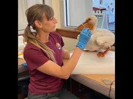 Hands On! Practical Conservation for the Collections Professional Care and  Cleaning of Taxidermy