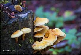 Mushrooms that grow on trees. Tips For Identifying And Photographing Mushrooms The Canadian Nature Photographer