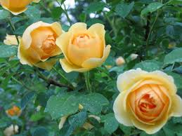 Others in addition have symbols representing subdivisions. Gorgeous Gold And Yellow Flowers