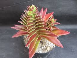 Image result for Crassula capitella