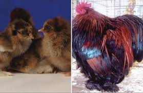 The partridge cochin rooster is an imposing and beautiful bird. Partridge Cochin Bantam Horizon Acres