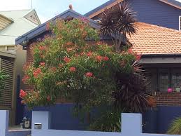 Buy tree seedlings & saplings. Angus S Top Ten Small Australian Trees Gardening With Angus