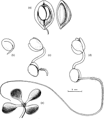 Image result for Crambe kilimandscharica