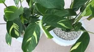 Golden variegated ctenanthe 'golden mosaic'. Ctenanthe Golden Mosaic Youtube