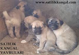 Kangal Fiyatlari 2020 Yavru Kangal Satilik
