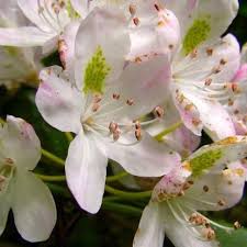 Smoky Mountain Rosebay Rhododendron Apple Blossom Nature Photography Flowers