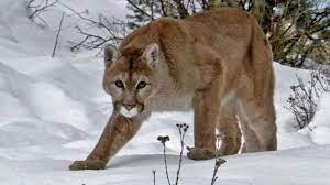 Es sind die ersten vorsichtigen runden bei doch frischem wind nach dem einbau der mechanik in den rumpf. Pumas Wenn Der Schwachere Gewinnt Zdfmediathek