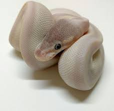 Pin On Snakes