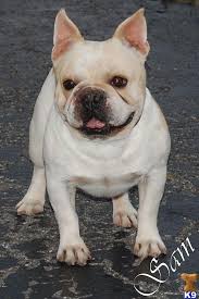 Puppies puppy frenchbulldog frenchbulldogpuppies frenchie. 34 Adorable White French Bulldog Pictures And Photos