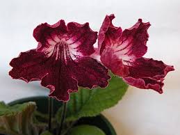 Image result for Streptocarpus myoporoides