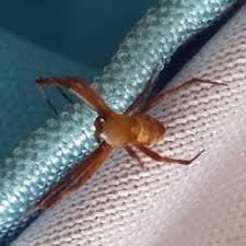 The red markings on the lower back abdomen often resemble an hourglass. Spiders In Oklahoma Species Pictures