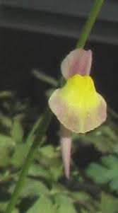 Image result for Utricularia welwitschii
