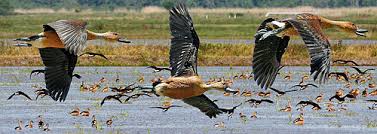 Check spelling or type a new query. Fulvous Whistling Duck Wikipedia