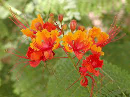 Arrayan Sagrado Para Los Muiscas Birds Of Paradise Plant Poinciana Pride Of Barbados