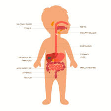 Is Poor Digestion Sabotaging Diet Efforts With Your Child Human Digestive System Digestive System Digestive System For Kids
