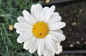 Plant Finder Selector Rhs Gardening Plants Plant Finder Birds Of Paradise Flower