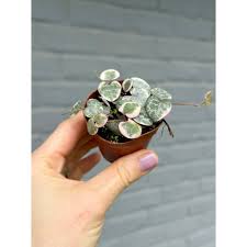 Image result for Ceropegia elongata