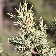 Image result for Cupressus arizonica