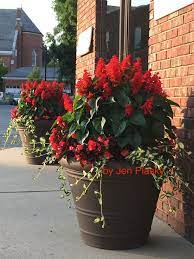 Pin On Jen Plasky S Containers Annuals