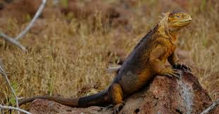 Reptile lovers are often fascinated, but south florida gardeners, homeowners, and wildlife enthusiasts usually find themselves groaning in frustration. How To Get Rid Of Iguanas Easy Control Prevention Guide