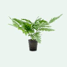 Image result for Selaginella mittenii