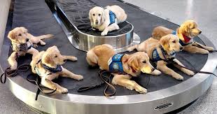 English golden retriever puppies for sale in the us. Nebraska Group Awaits Gaggle Of Golden Retriever Puppies To Train As Comfort Dogs Live Well Nebraska Omaha Com
