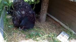 They can reach a size of 12+ lbs (one roo is 15 lbs, and my other is 12 lbs. Liege Fighter Belgian Game 2 Broody Hens 2018 New And Cute Youtube