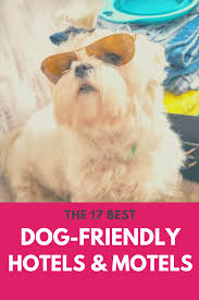 17 Best Dog Friendly Hotel Chains Motel Spots Where Pets Are Allowed Dog Friendly Hotels Dog Friends Best Dogs