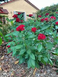Image result for Pentas