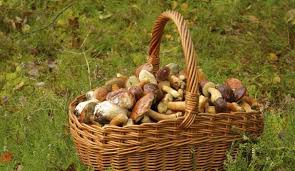 Ou Cueillir Des Champignons En Ile De France Champignon Champignons Farcis Cueillette Champignon