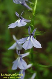 Image result for Lobelia petiolata