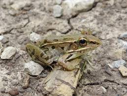 Image result for Leptochloa obtusiflora