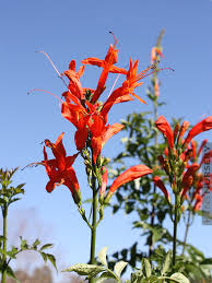 Image result for Eugenia capensis