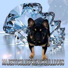 Looking for a puppy or dog in prescott, arizona? Majestic Blue French Bulldog Puppies For Sale