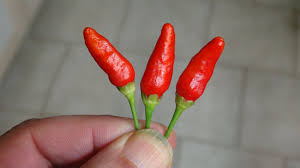 Image result for Capsicum frutescens