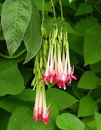 Pin On Flowers Plants Garden