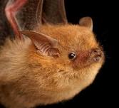 An Evening with Nocturnal Neighbors: Exploring Echoes After Dark