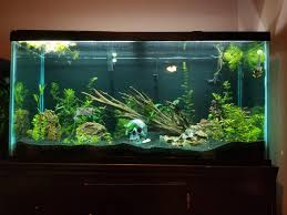 90 Gallon Sorority Tank With My 3 Little Betta Girls Love This Tank First Time Doing A Sorority Tank And I Am So Happy With The Gilrs They Are So Entertaining To