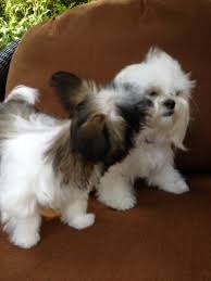 Browse through our breeder's listings and find your perfect puppy at the perfect price. Mi Ki Puppies For Sale Under 1000 Pharma Vacancy