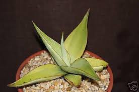 Pin On Succulents