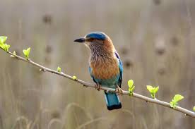 (1996) for common and scientific names of birds and iucn (2009) for iucn red list status. What Is The State Animal Of Animal Emblems Of India