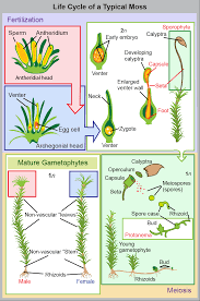 Ferns, club mosses, horsetails, and whisk ferns are seedless vascular plants that reproduce with spores and are found in moist environments. Bryophytes Biology 2e