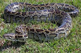 Burmese Python In The Florida Everglades Everglades Florida Everglades Snake