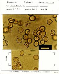 Image result for Antiaris toxicaria