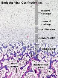 In 2.8+ use automerge or slide verts with double g and apply merge by distance. 280 Histology Ideas Anatomy And Physiology Histology Slides Physiology